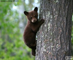 Puzzle Καφέ αρκούδα cub ανεβαίνει σε ένα δέντρο